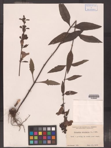 Aureolaria virginica