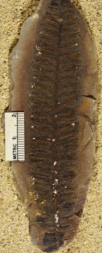 Pecopteris