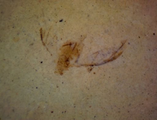 undet. Diptera