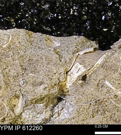 undet. Bivalvia