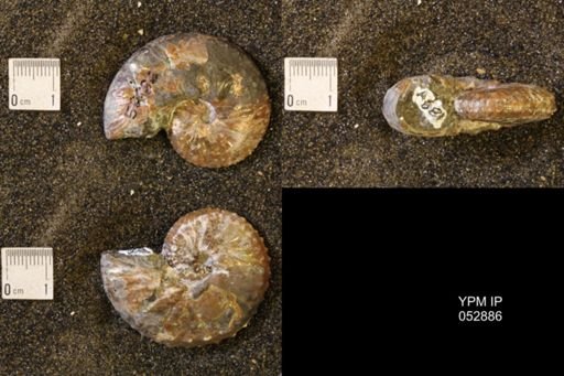 Discoscaphites gulosus