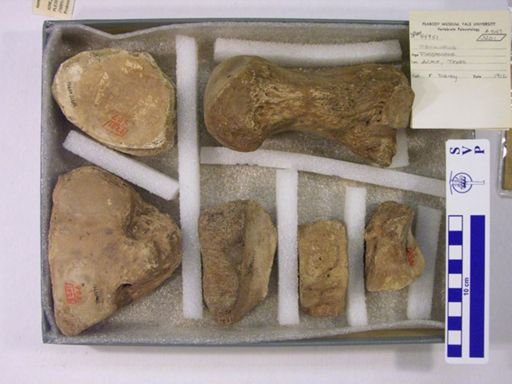 Mammuthus columbi?