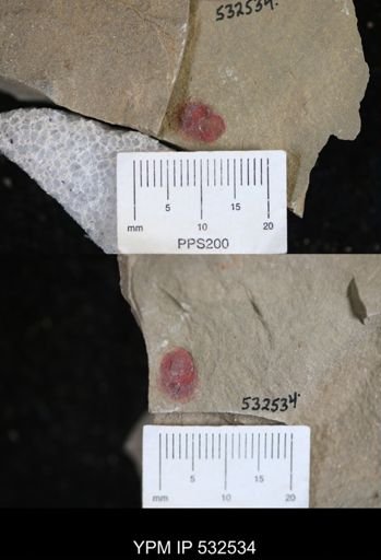 Porifera?