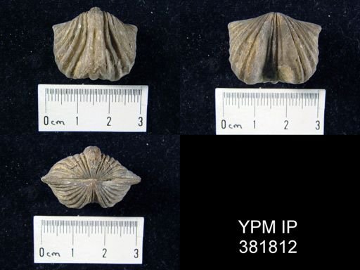 Platystrophia crassa