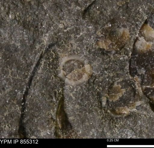 undet. Mollusca