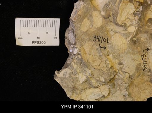 Scaphites sp.