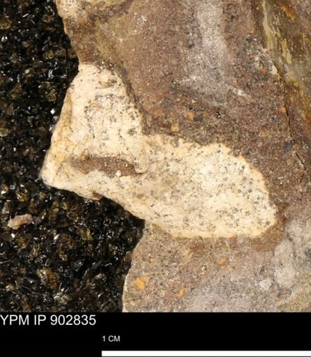 undet. Mollusca