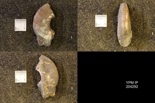 Hoploscaphites nicolletii