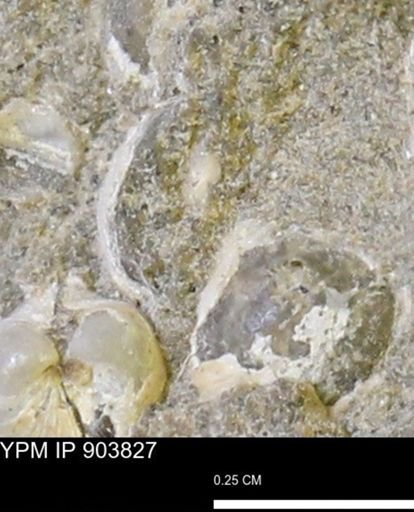 Corbulamella?