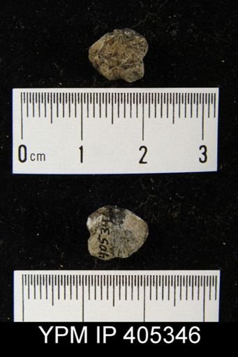 undet. Brachiopoda