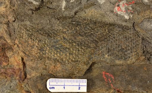 Archaeosigillaria sp.