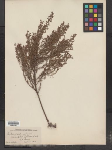 Lechea maritima
