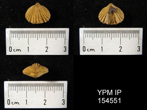 Rhynchotrema inaequivalis