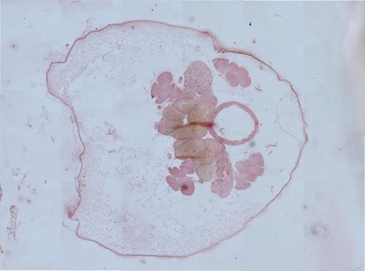Eubranchipus grubii