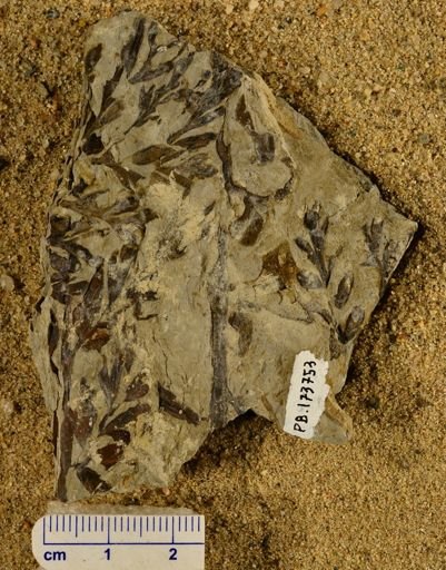 Triphyllopteris rarinervis