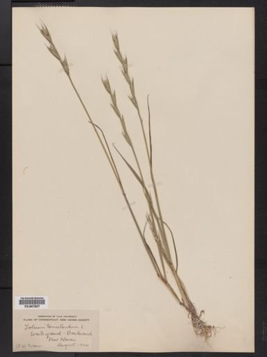 Lolium temulentum