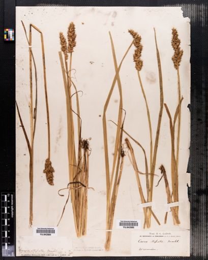 Carex stipata