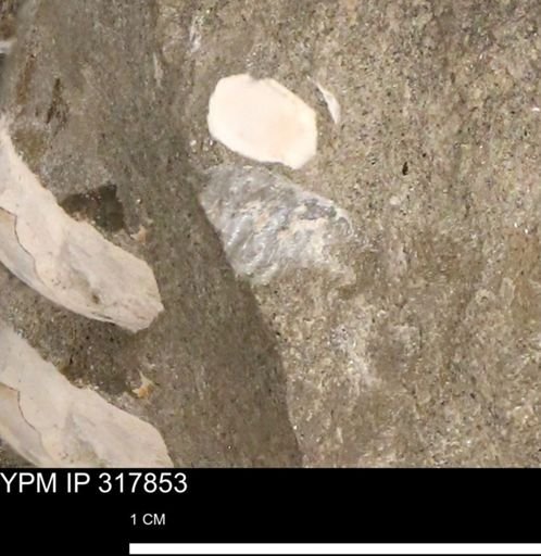 Hoploscaphites sp.
