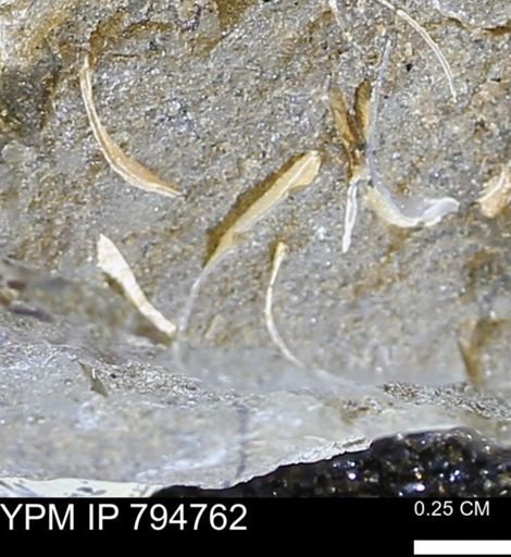 undet. Bivalvia