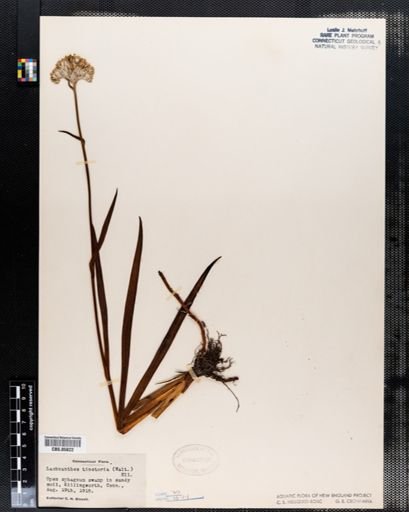 Plantae