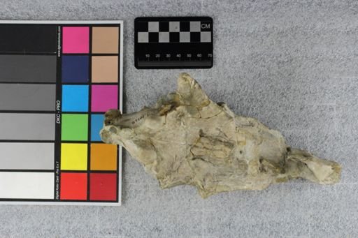 Protoceras celer