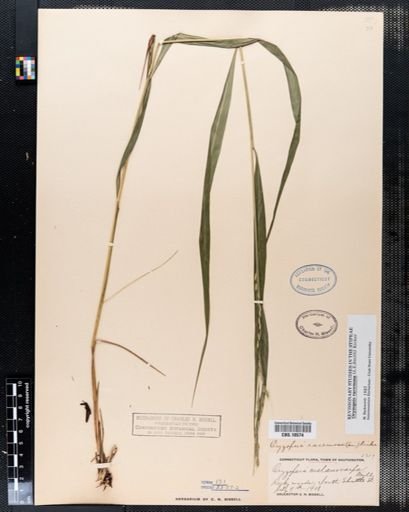 Oryzopsis racemosa