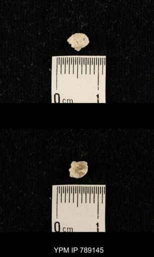 undet. Brachiopoda