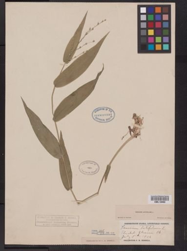 Panicum latifolium