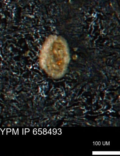 Spirolocammina subcircularis