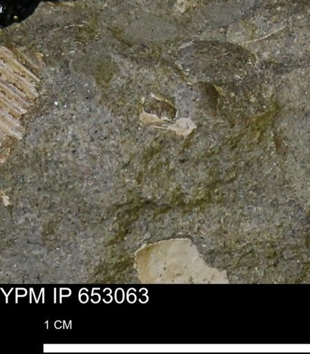 Mollusca