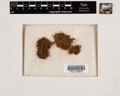 Plantae