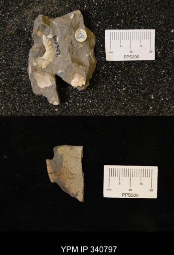 Scaphites sp.