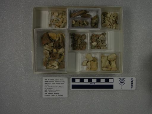 Titanoides primaevus