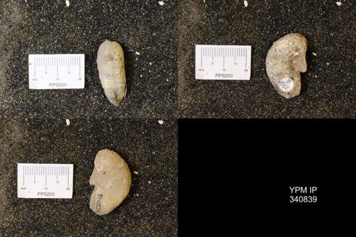 Scaphites sp.