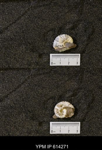 undet. Scaphitidae