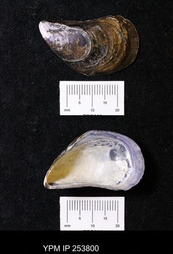Mytilus edulis