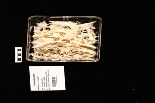 Coryphaenoides rupestris