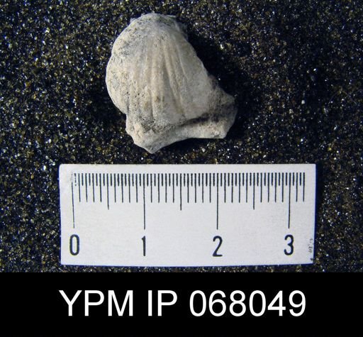 Uncinulus nucleolatus