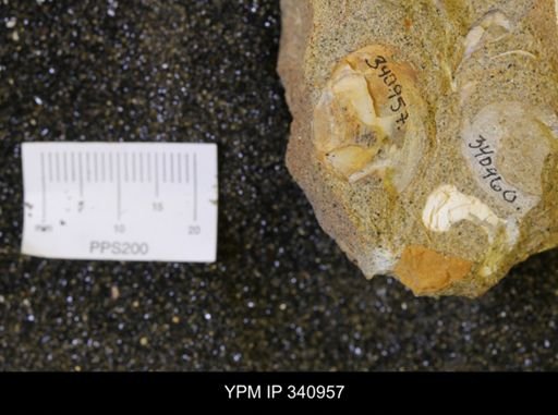 Corbicula sp.