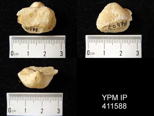 Buxtonia scabricula