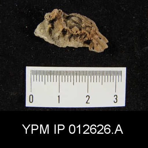 Camarophoria venusta