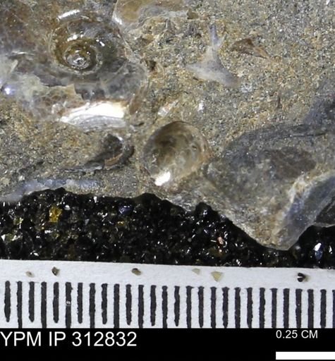 undet. Mollusca