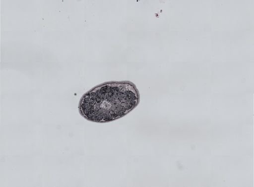 Plagiostomum cinctum