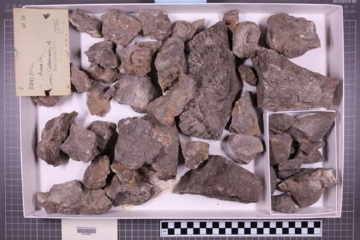 mixed taxa, stratigraphic collection
