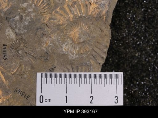 undet. Scaphitidae