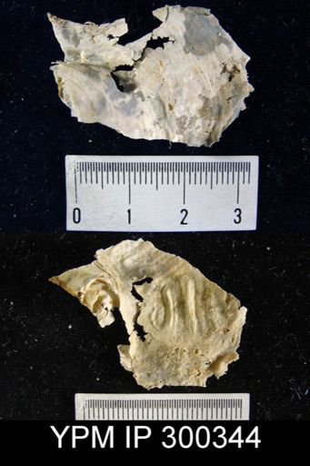 undet. Lyttoniidae