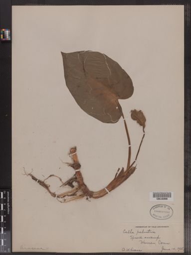 Calla palustris
