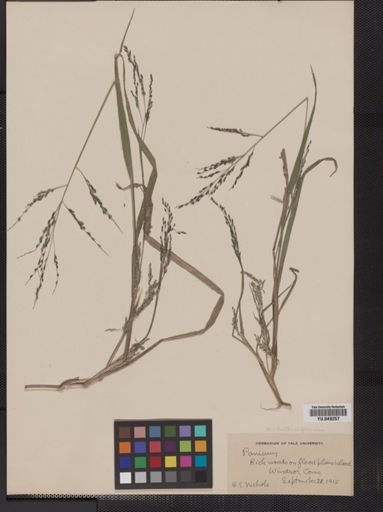 Panicum dichotomiflorum