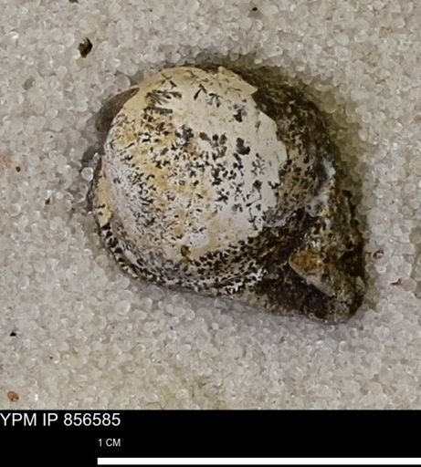 Limopsis striatopunctatus