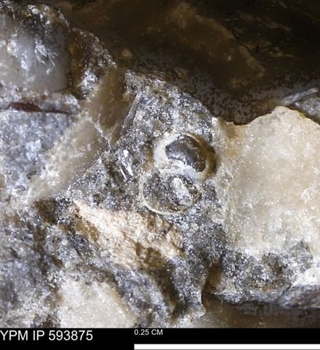 undet. Gastropoda